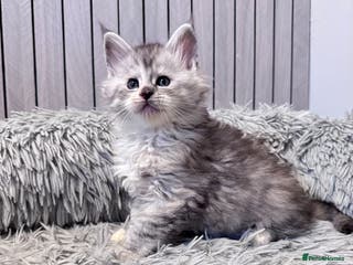 Maine Coon cats 🌟🌟Beautiful Maine Coon kittens🌟🌟 - Advert 12