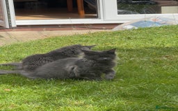Maine Coon cats for sale: Stunning Maine Coon Kittens (Tica Registered)  in Colchester - Image 11
