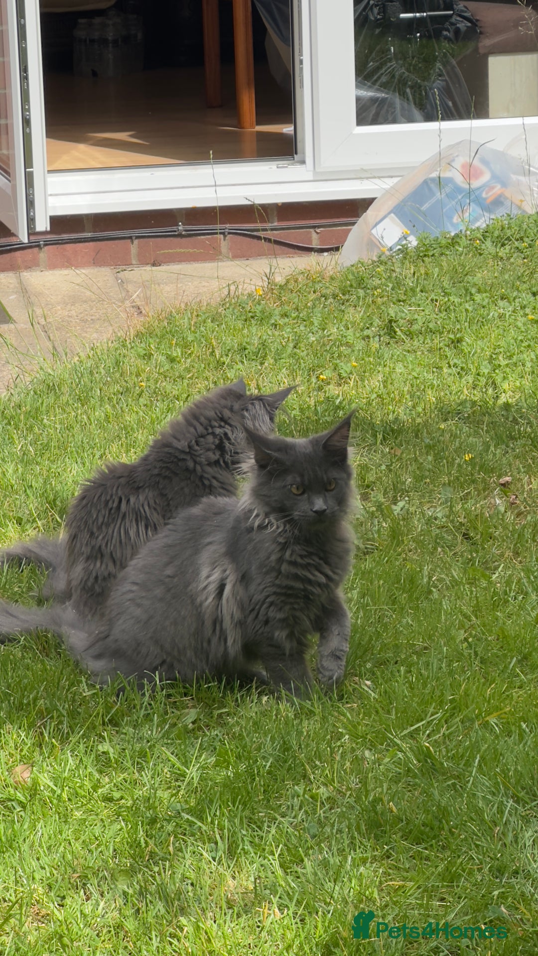 Maine Coon cats for sale: Stunning Maine Coon Kittens (Tica Registered)  in Colchester - Image 11