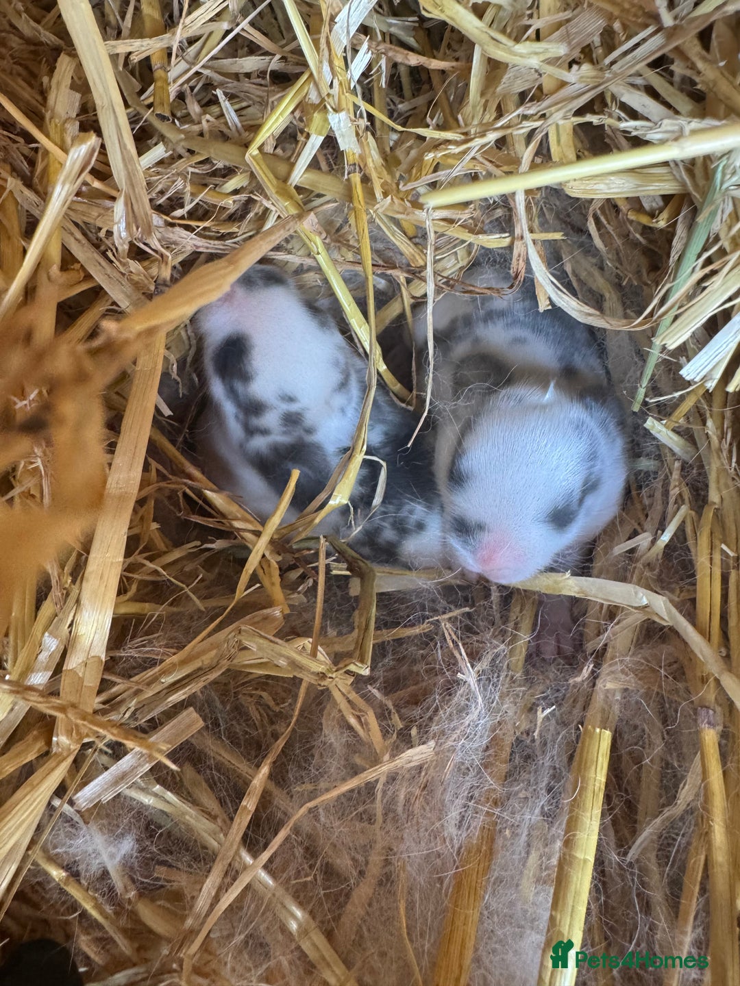 Mini Lop rabbits for sale: ✨ Beautiful Lop x Angora Baby Bunnies  ✨  - Advert 8