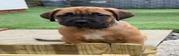 Cane Corso dogs for sale: Exceptional 88% Cane Corso / 12% Malinois Puppies in Preston - Advert 12