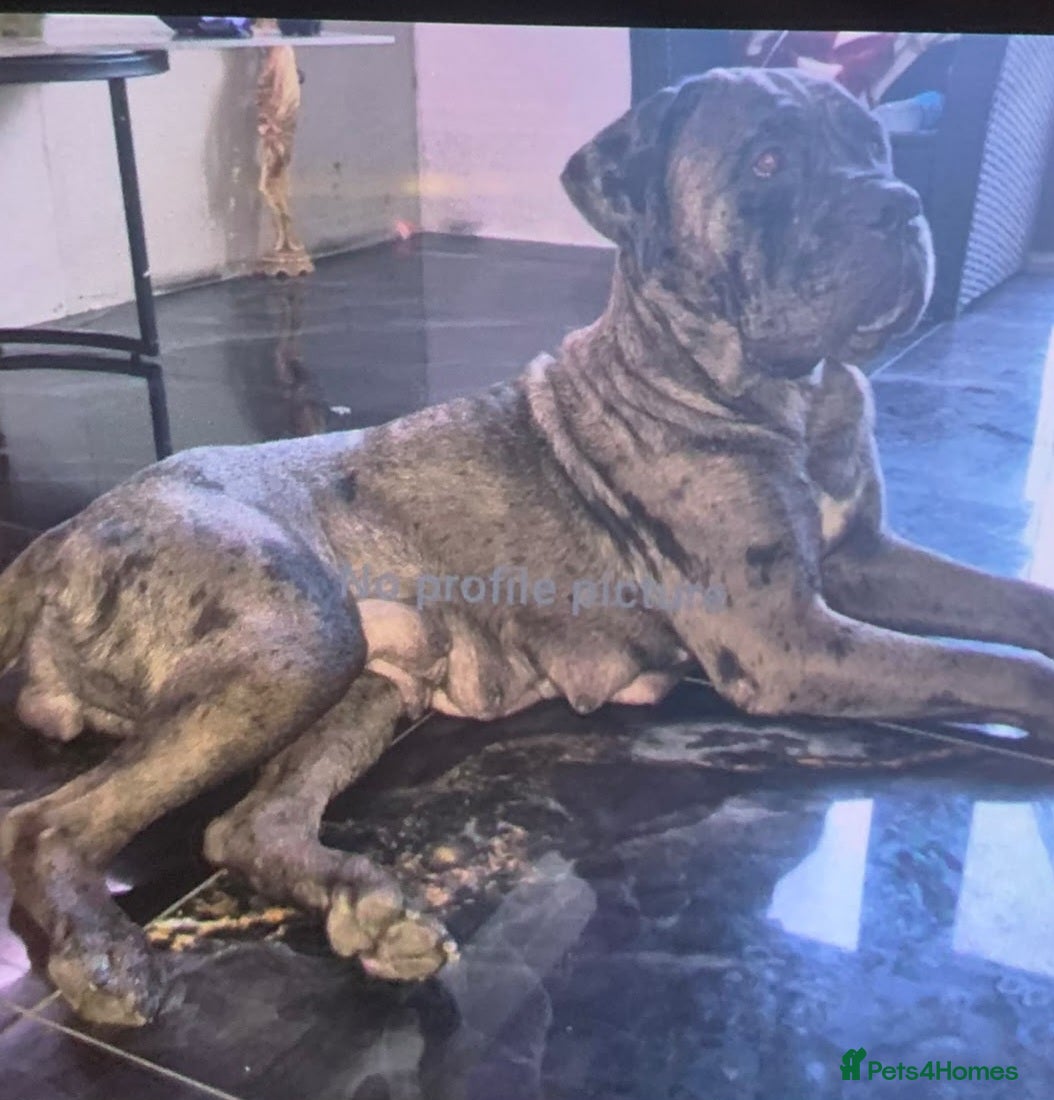Mastiff dogs Gorgeous mastiff female puppy - Advert 9