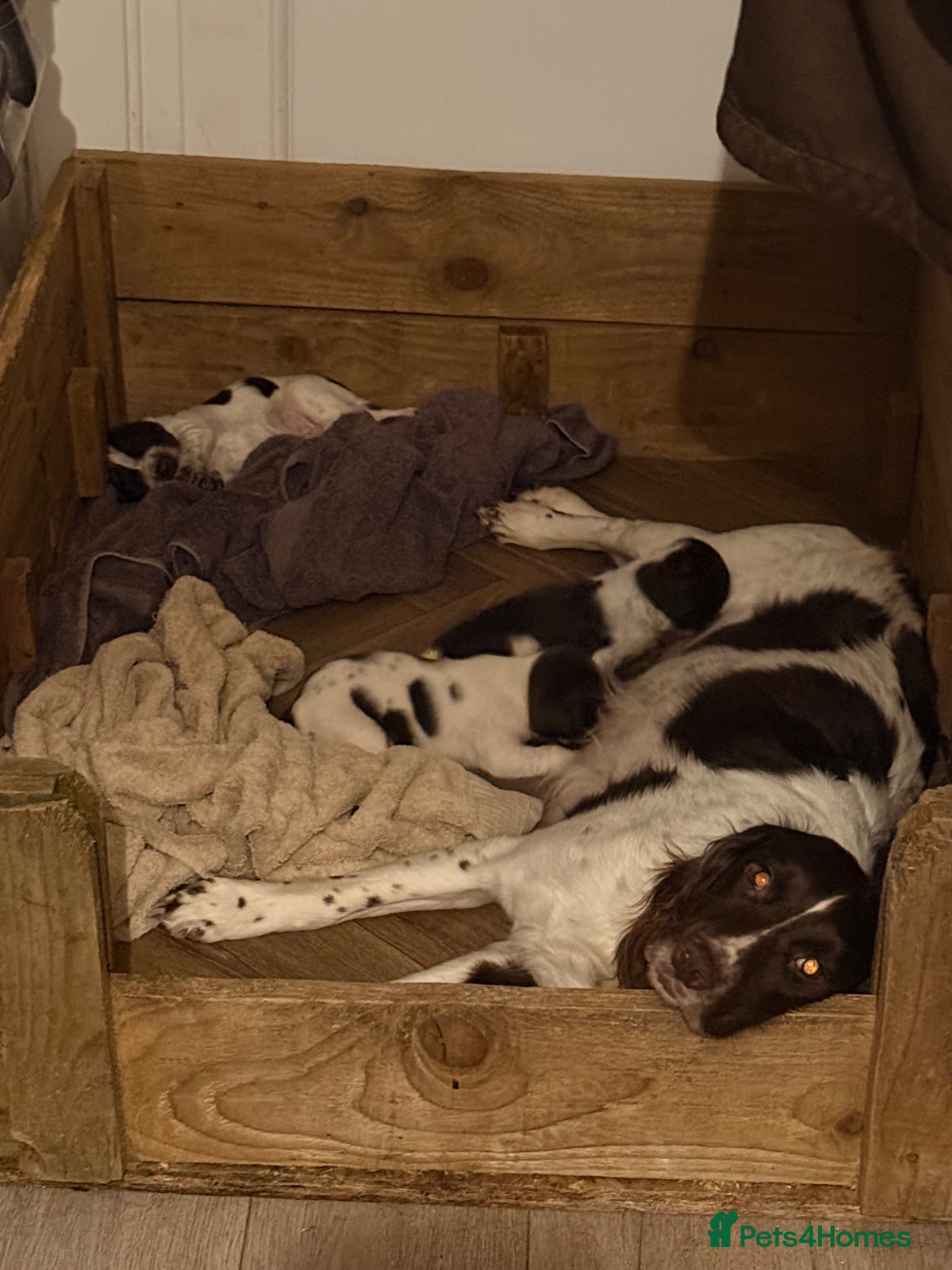 Mixed Breed dogs Sprointer puppies - Advert 2