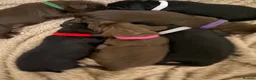 Mixed Breed dogs for sale: Working cocker spaniel puppies  - Advert 10