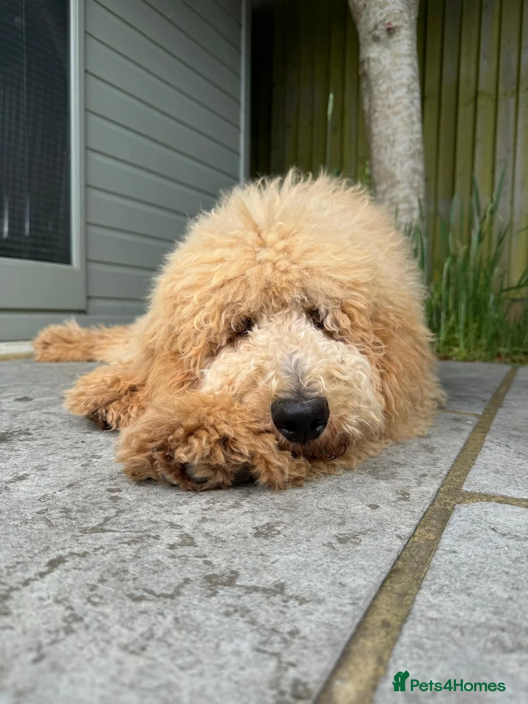 Goldendoodle dogs for stud: Cooper - Proven stud in Haywards Heath - Advert 9