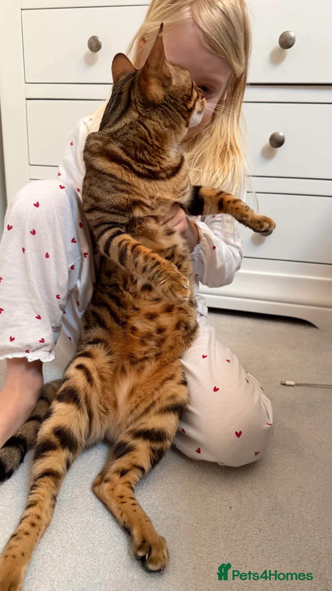 Bengal cats for sale: Beautiful Bengal girl - amazing markings - Advert 3