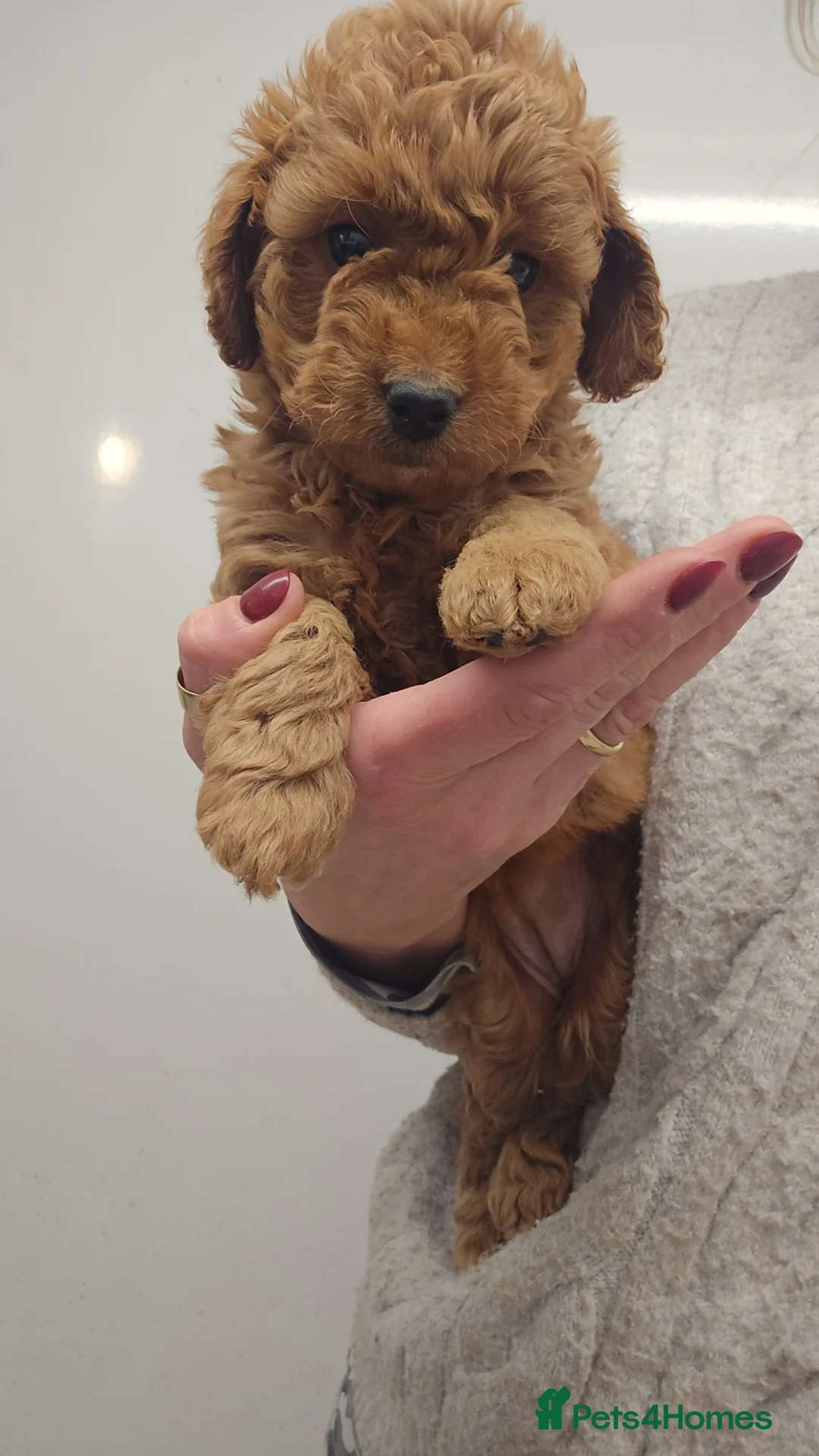 Jackapoo dogs for sale: Easter Jackapoos - Ready Now - Advert 13