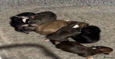 Lhasa Apso dogs - Advert 4