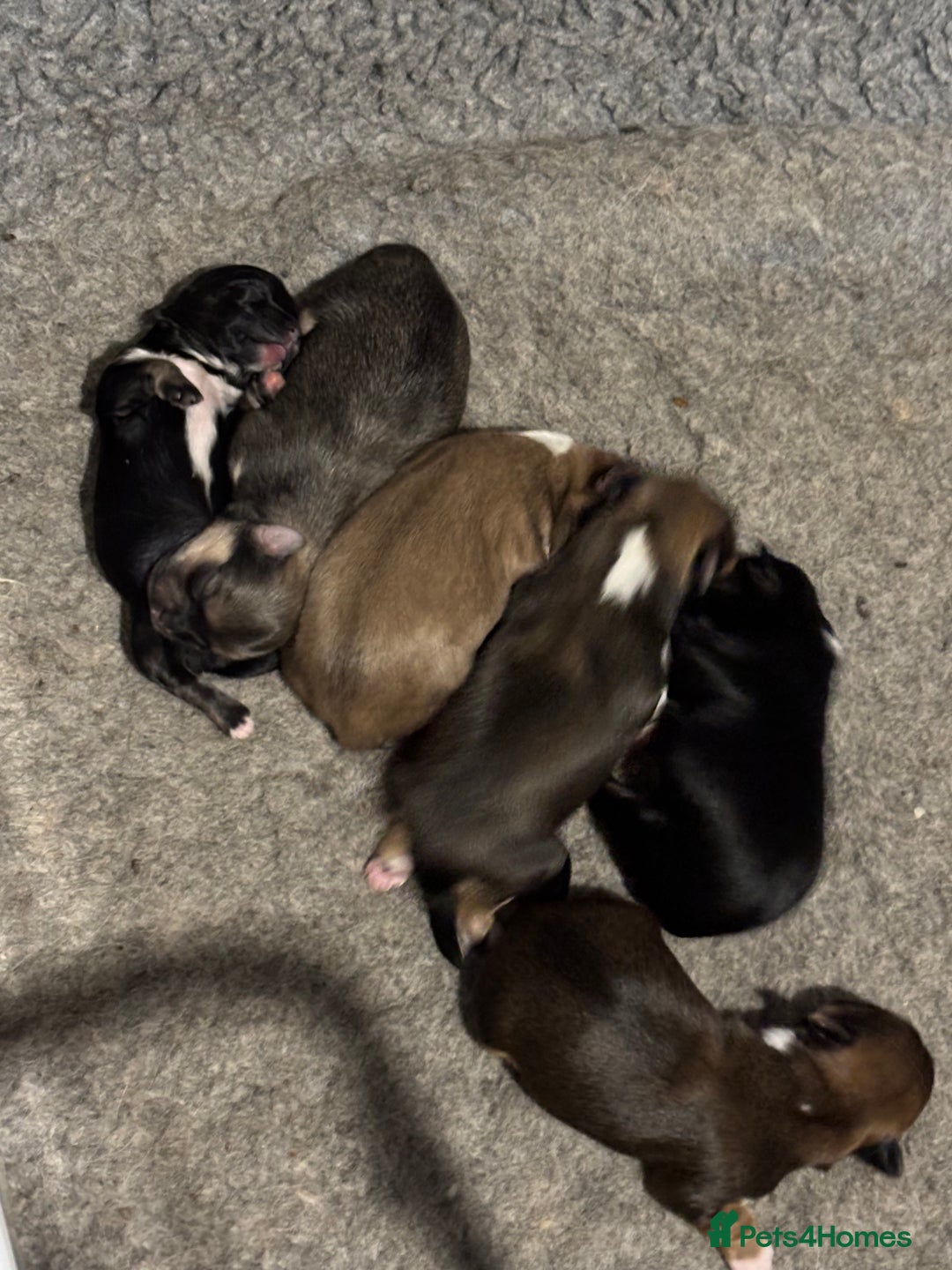 Lhasa Apso dogs for sale: Lhasa Apso Puppies – Tiny Tails, Big Hearts! - Image 2