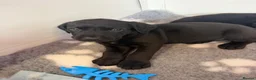 Labrador Retriever dogs for sale: Black Labrador pups boys and girls - Advert 5