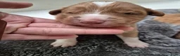 Nova Scotia Duck Tolling Retriever dogs for sale: Scalpsie Toller Puppies  - Advert 3