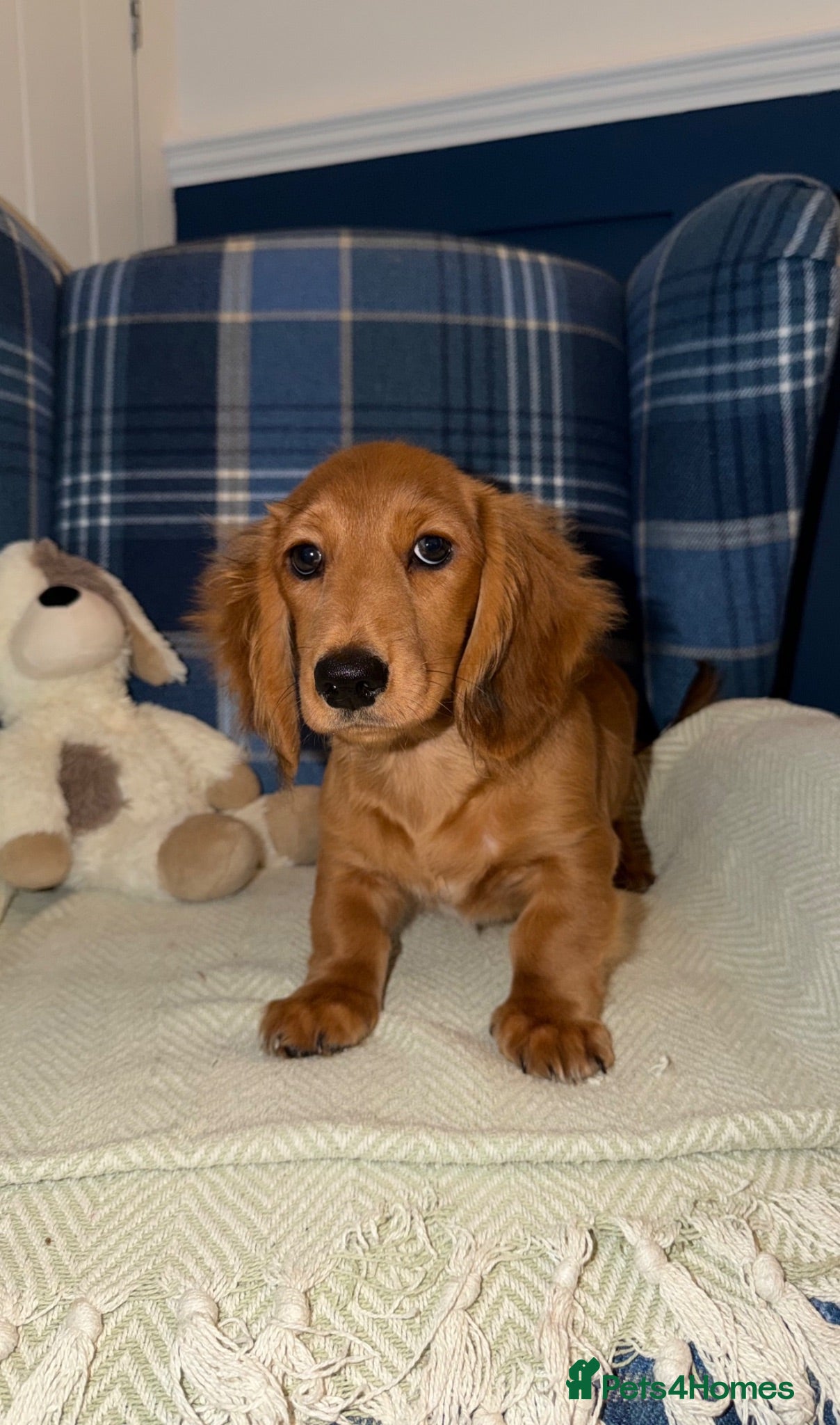 Miniature Dachshund dogs 🩷Stunning Long Haired Mini Dachshunds💙 - Advert 1