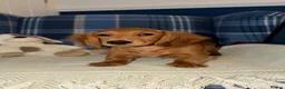 Miniature Dachshund dogs for sale: 🩷Stunning Long Haired Mini Dachshunds💙 - Advert 1