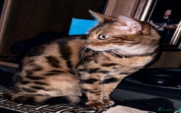 Bengal cats for sale: Stunning female bengal.  - Image 2