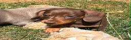 Miniature Dachshund dogs for sale: KC Reg Miniature Dachshund Puppies For Sale - Advert 20