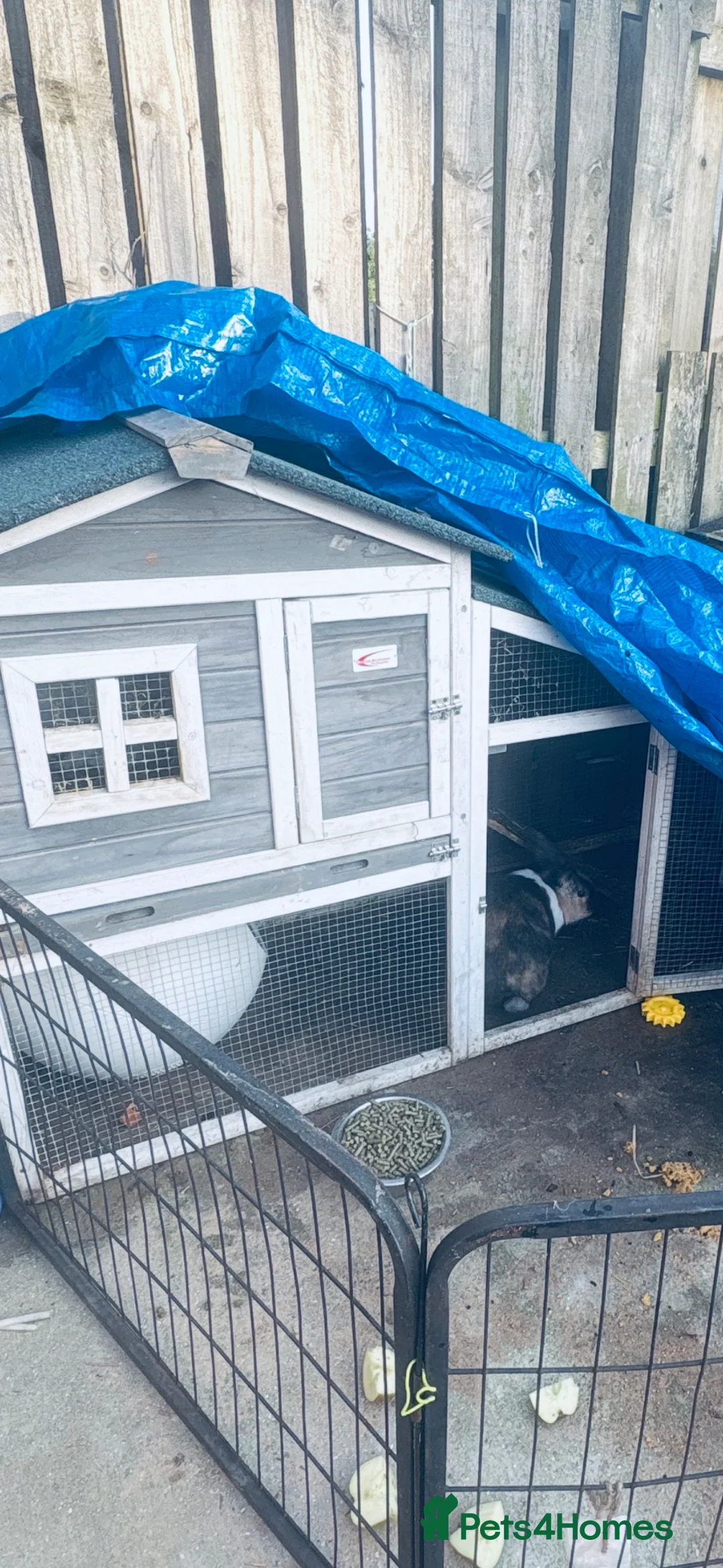 Mixed Breed rabbits for sale: 2 brother rabbits for sale  - Advert 1