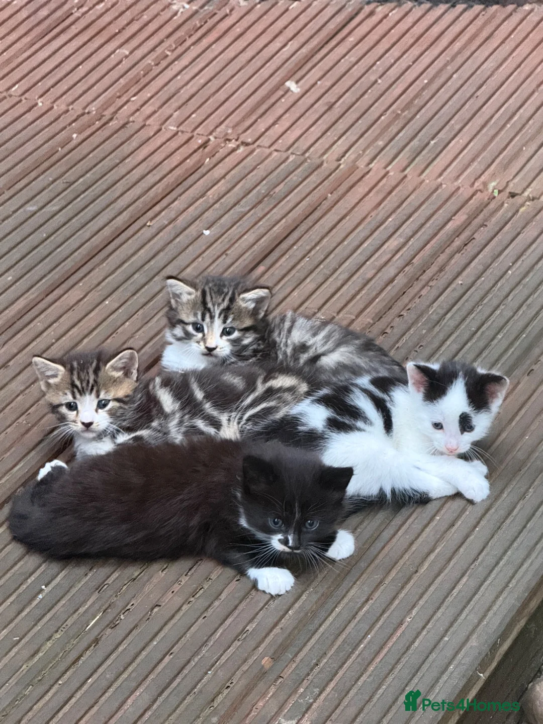 Mixed Breed cats for sale: 4 Beautiful Kittens Ready for Loving Homes in London - Advert 7