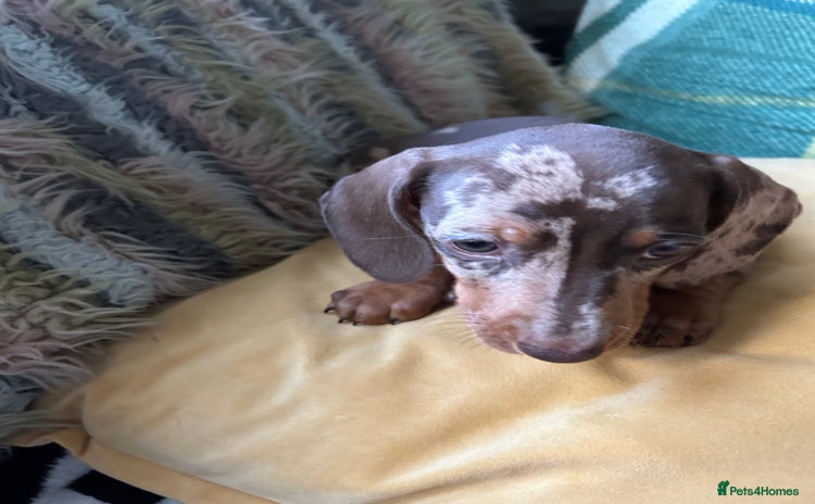 Miniature Dachshund dogs - Advert 4