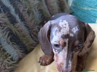 Miniature Dachshund dogs - Advert 16