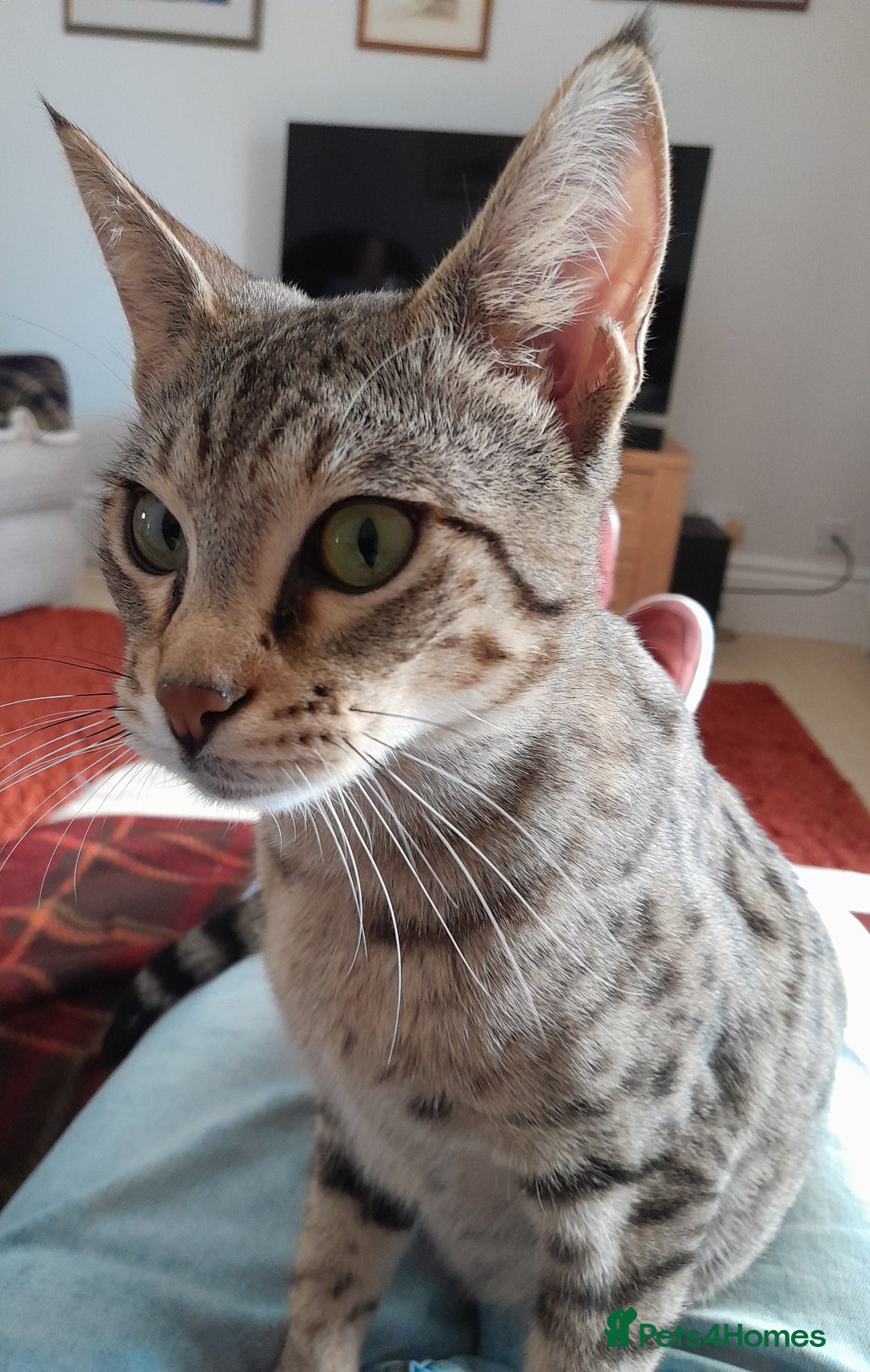 Savannah cats for sale: Pedigree Early generation TICA Reg Savannah Lady in Darlington - Image 19