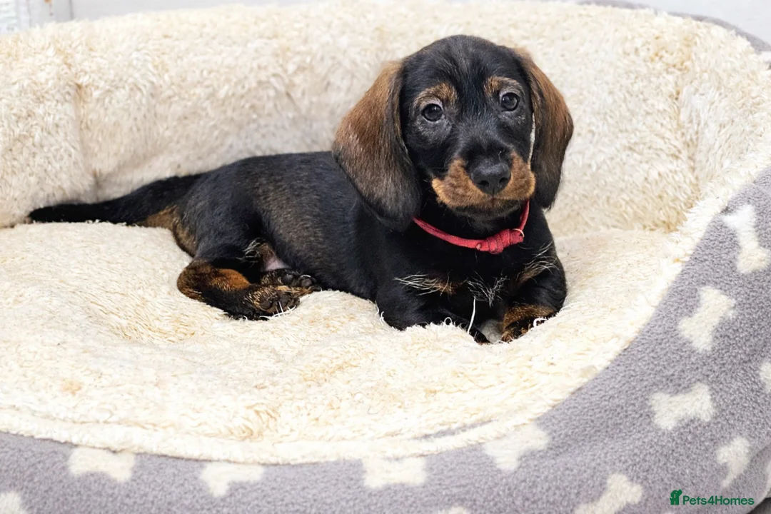 Dachshund dogs for sale: Kc registered Standard Wirehair dachshund  - Advert 2