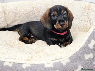 Dachshund dogs Kc registered Standard Wirehair dachshund - Advert 4