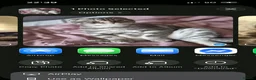 Scottish Fold cats for stud: Naila Scottish fold  in Romford - Advert 1