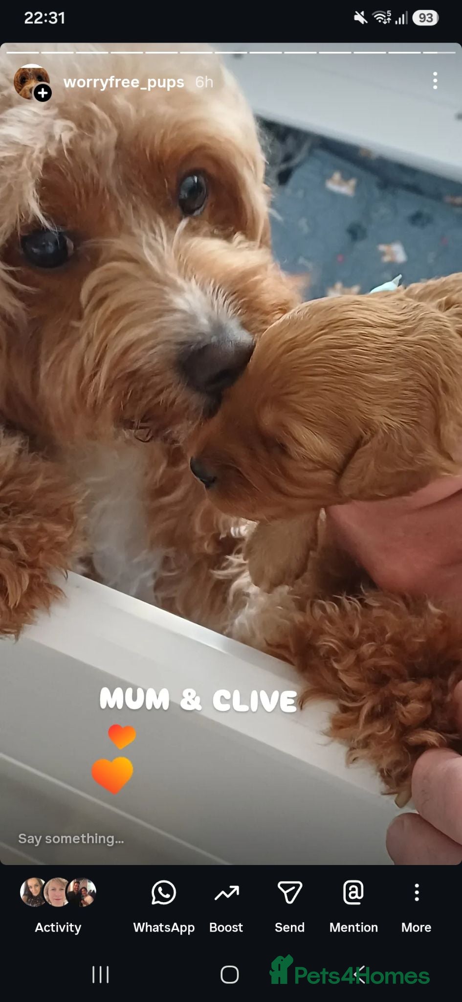 Cavapoo dogs Heslth-Tested Cavapoos-Raised with ENS & ESI   - Advert 2