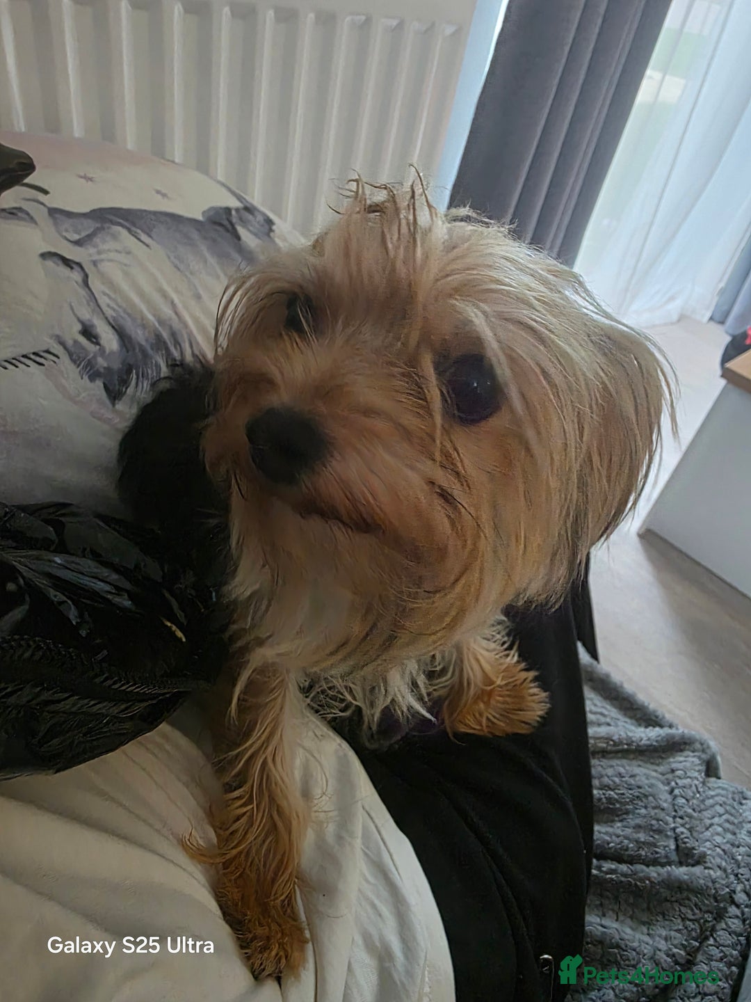 Yorkiepoo dogs for sale: Male dog - Image 2