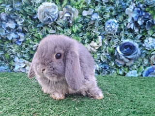 Mini Lop rabbits Mini lop babies ready 18th December - Advert 15