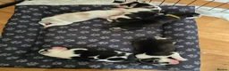 Siberian Husky dogs for sale: SIBERIAN HUSKY PUPS, 4 GIRLS, 1 BOY  - Advert 28