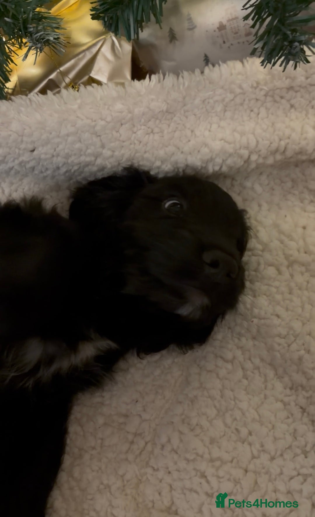 Cockapoo dogs for sale: Cockapoo X Coker spaniel  - Advert 16