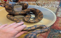 Python Snake reptiles for sale: Snakes for sale - Image 13