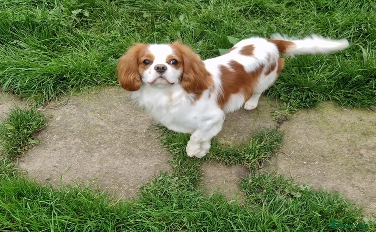Cavalier King Charles Spaniel dogs - Advert 2