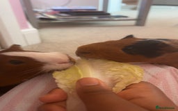 Guinea Pig rodents for sale: 2 boy guniea pigs for sale  - Image 2