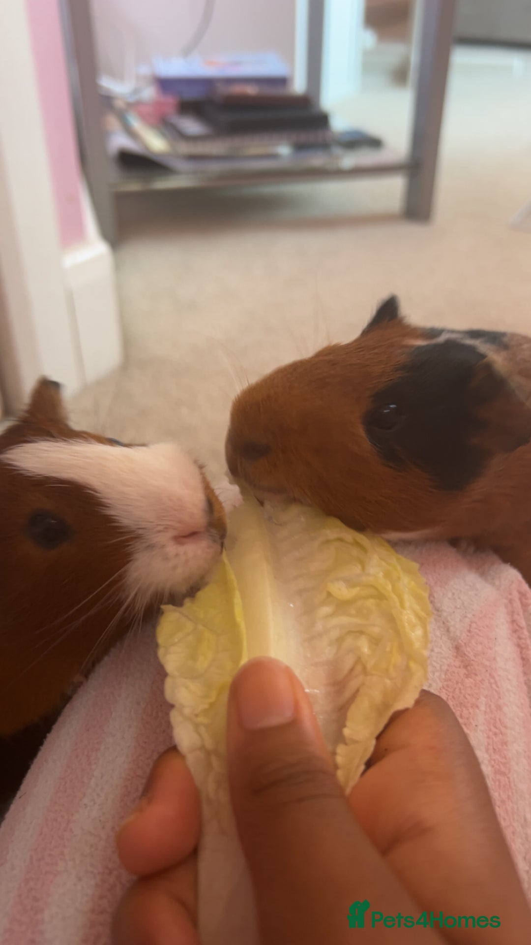 Guinea Pig rodents for sale: 2 boy guniea pigs for sale  - Image 2