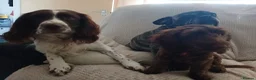 Mixed Breed dogs for sale: Cockapoo Cross 4.5mths - Advert 3