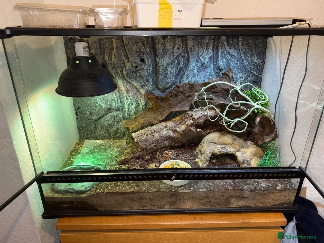 Skink reptiles for sale: Blue tongue Indo skink in Nuneaton - Advert 2
