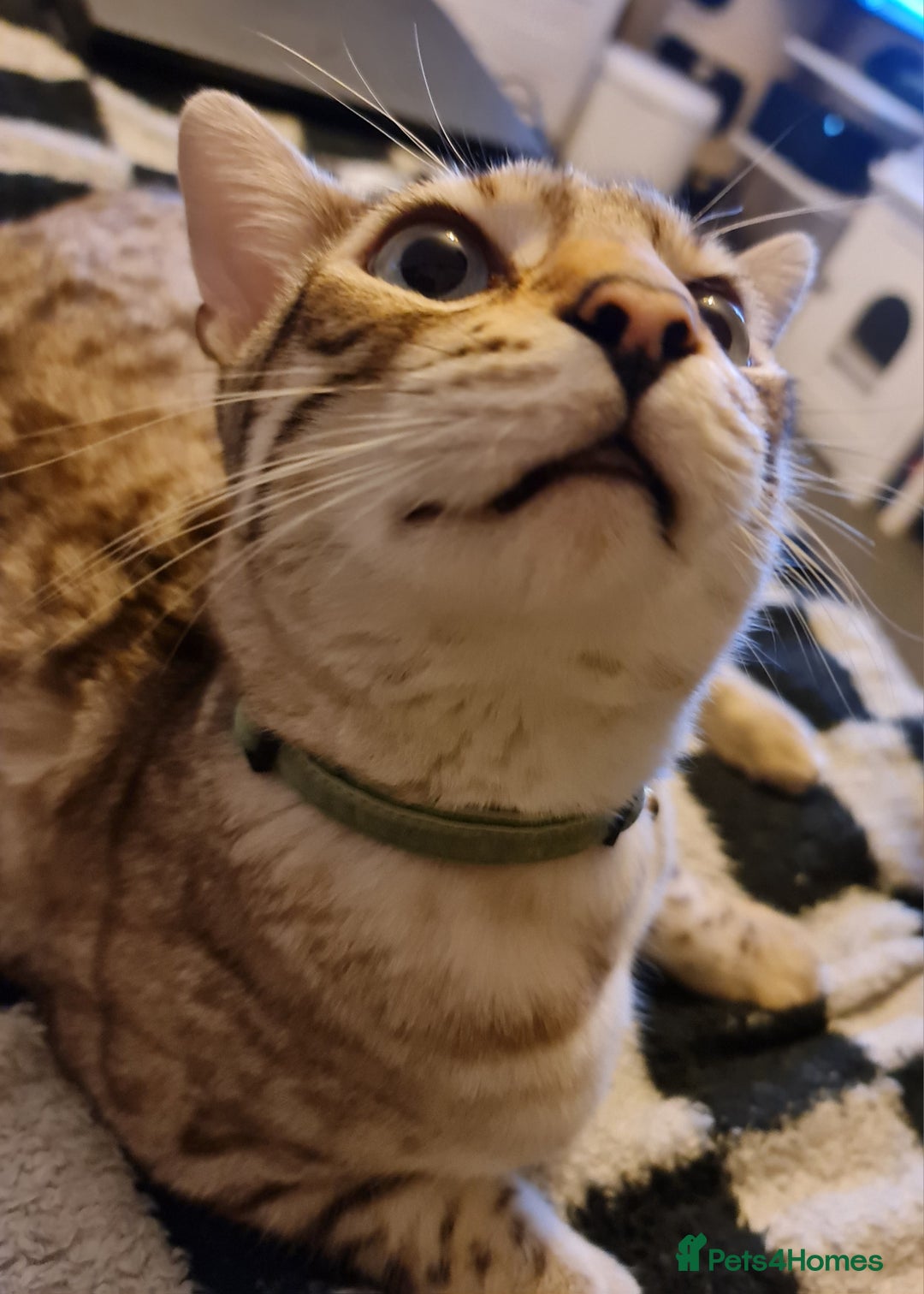 Bengal cats for sale: M+F, 1y Bengals to be homed together or separately - Image 4