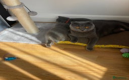 Scottish Fold cats for sale: PURE BREED SCOTTISH FOLD KITTENS 🐾 in Twickenham - Image 18