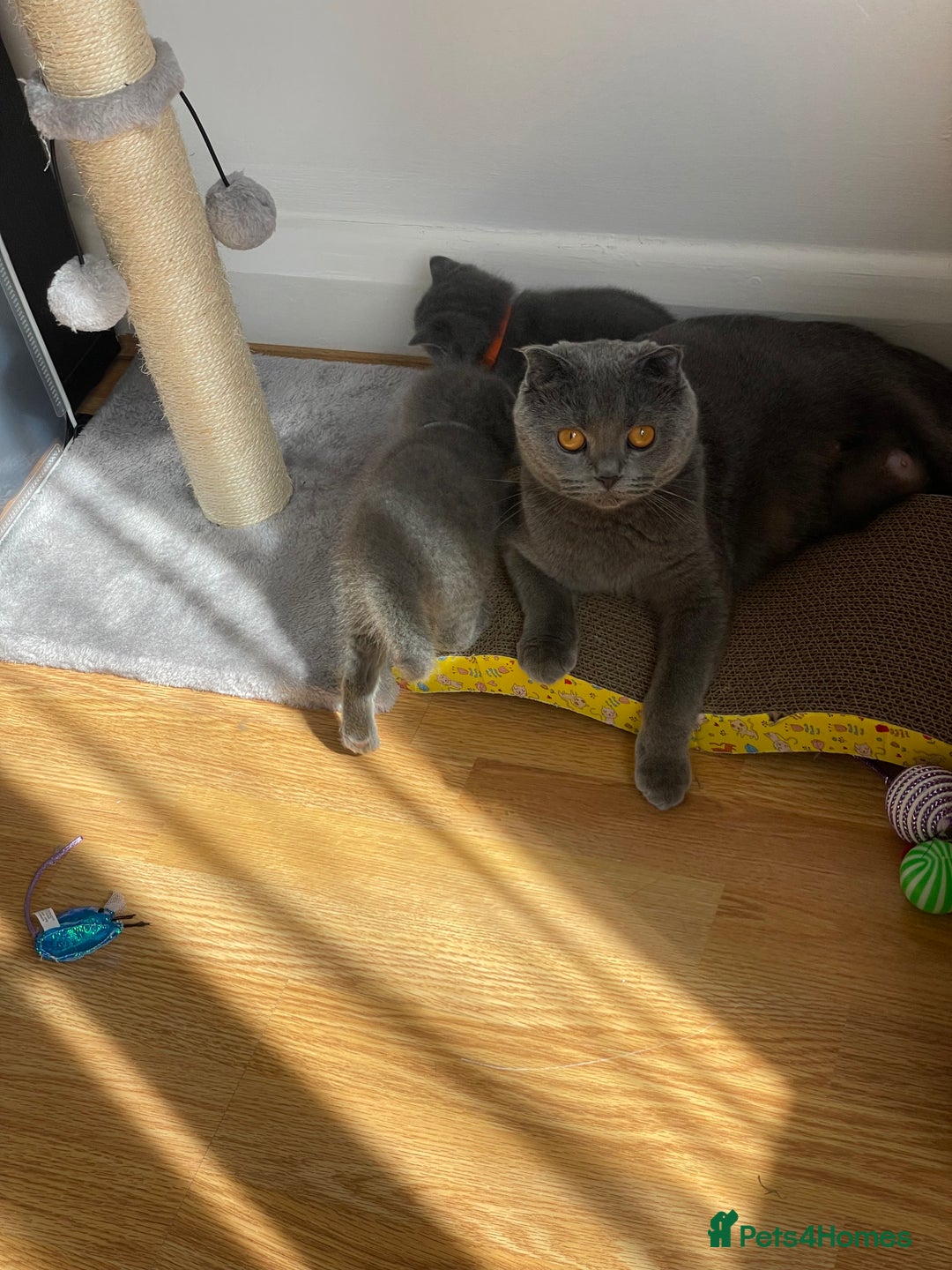 Scottish Fold cats for sale: PURE BREED SCOTTISH FOLD KITTENS 🐾 in Twickenham - Image 18
