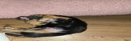 Yorkshire Terrier dogs for sale: Yorkshire Terrier pups ready 24th June  - Advert 10