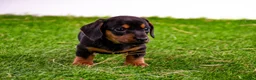 Miniature Dachshund dogs for sale: Stunning kc registered miniature dachshund puppies in Evesham - Advert 4