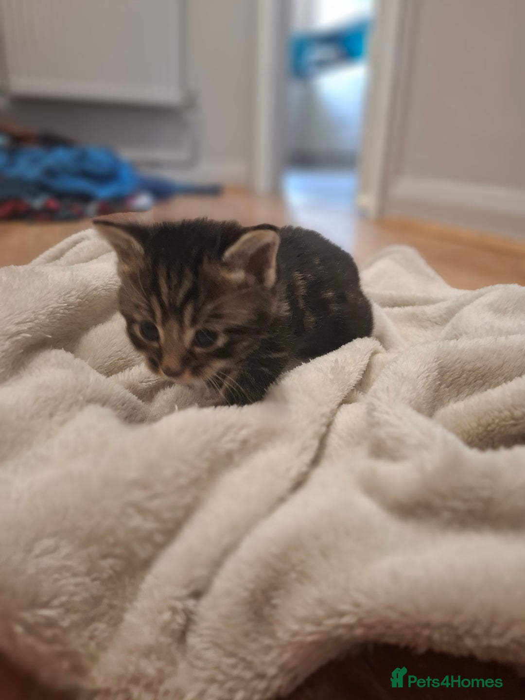 Mixed Breed cats for sale: Mixed colour kittens  - Image 21