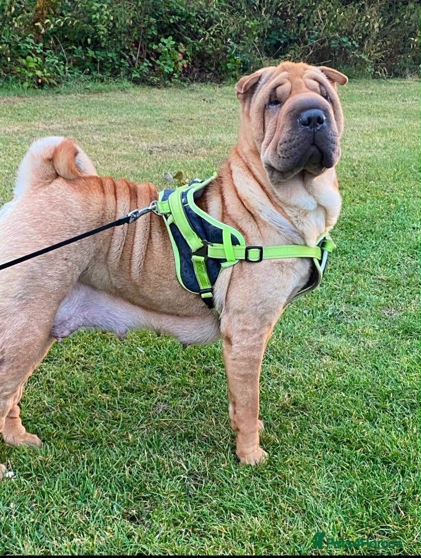 Shar Pei dogs Beautiful KC Registered Shar Pei Puppies - Advert 7