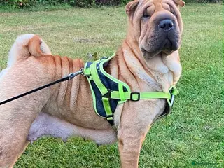 Shar Pei dogs Beautiful KC Registered Shar Pei Puppies - Advert 3