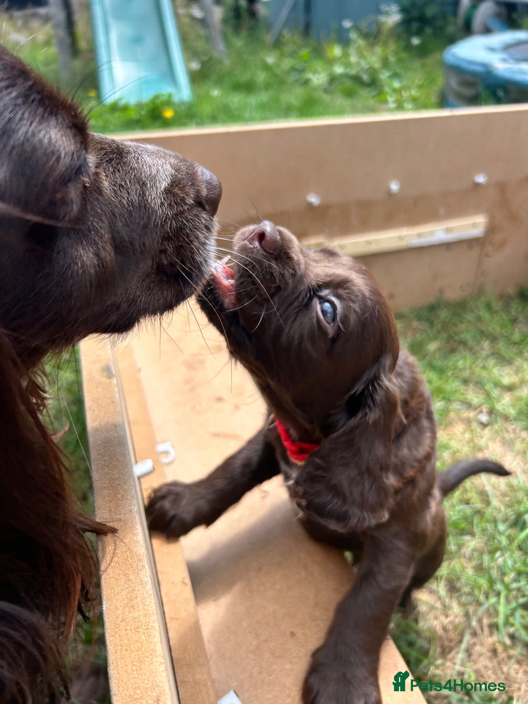 Sprocker dogs for sale: 3 beautiful Sprocker Spaniels  - Image 16
