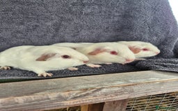 Guinea Pig rodents for sale: Guinea Piggies looking for new homes - Image 5