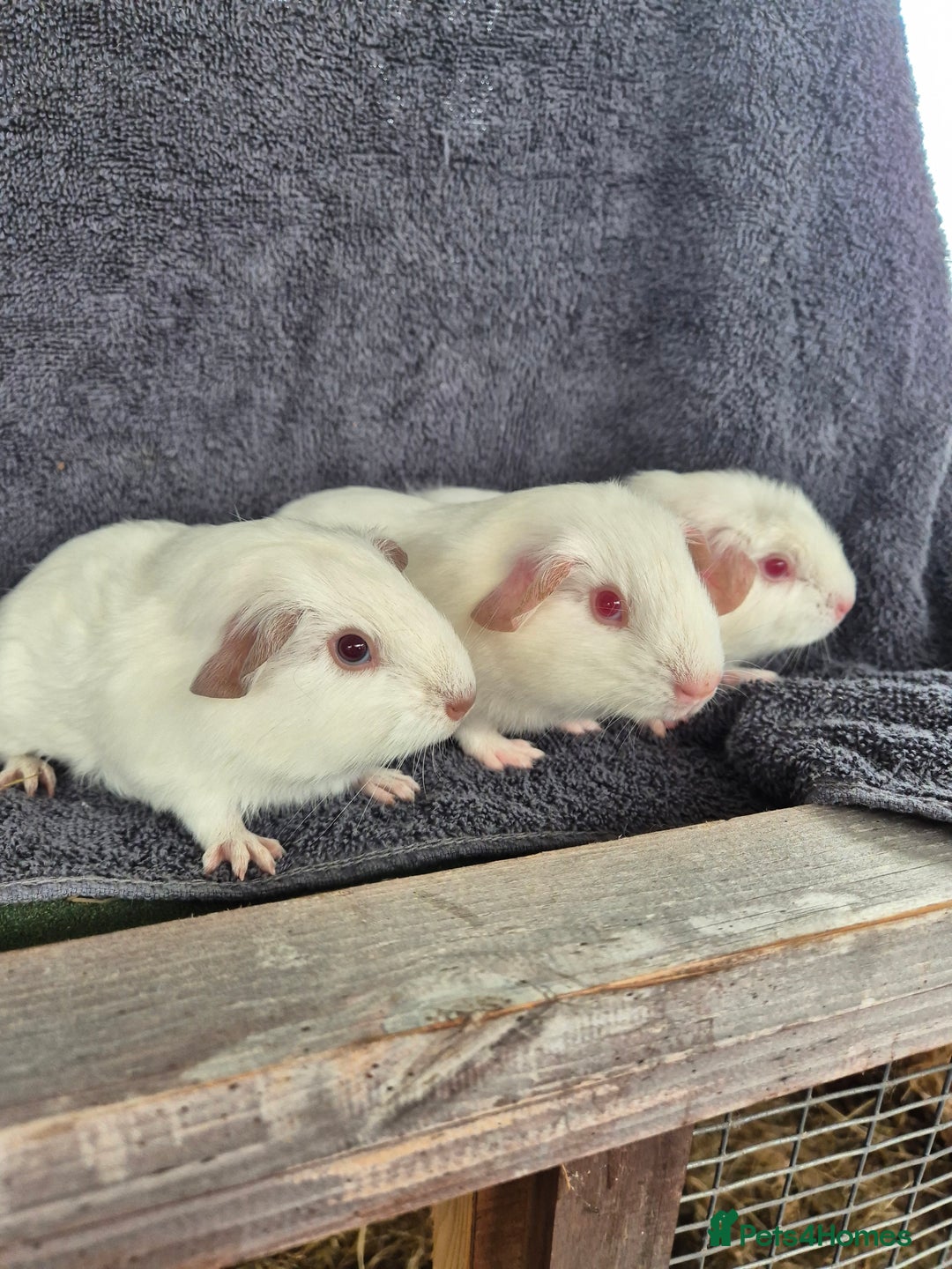 Guinea Pig rodents for sale: Guinea Piggies looking for new homes - Image 5