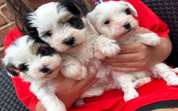 Biewer Terrier dogs for sale: Beautiful biewer terrier puppies 🩷 - Image 31